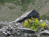 04_Fiori e rocce
